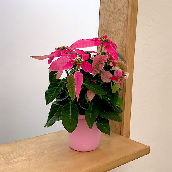 プリンセチア:ホットピンク3.5号鉢植え*