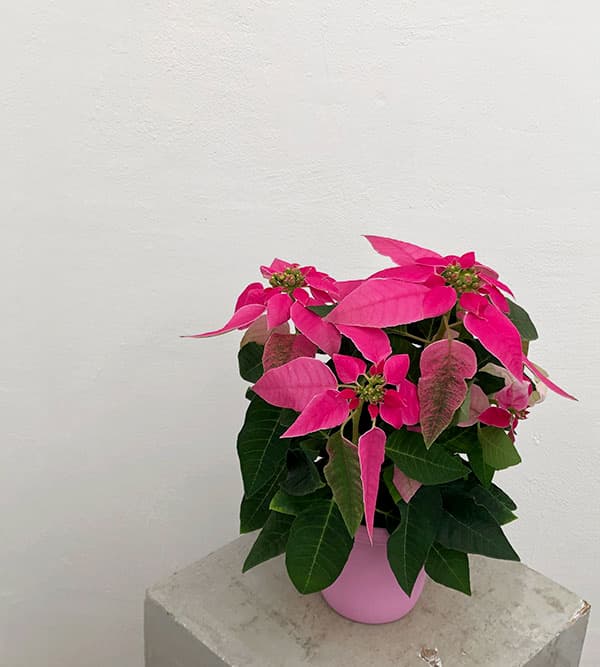 プリンセチア:ホットピンク3.5号鉢植え*