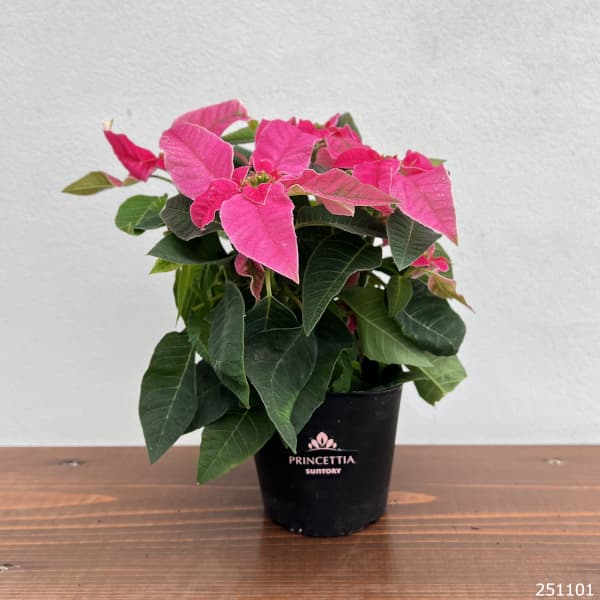 プリンセチア：ホットピンク3.5号鉢植え*
