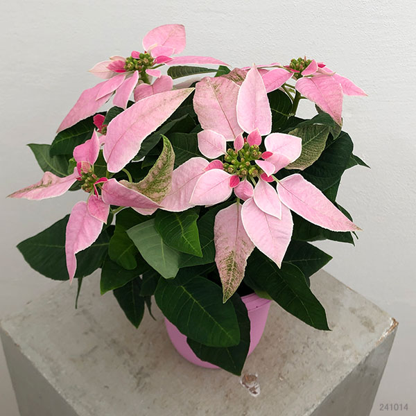 プリンセチア:ピンクホワイト3.5号鉢植え*