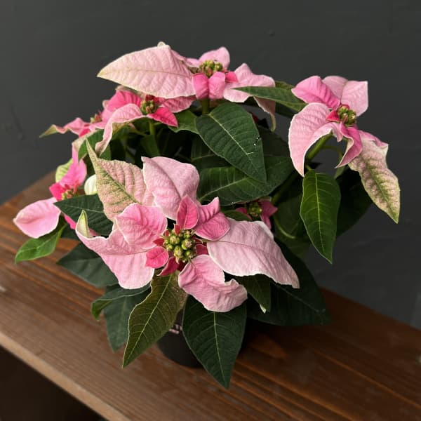 プリンセチア：ピンクホワイト3.5号鉢植え*