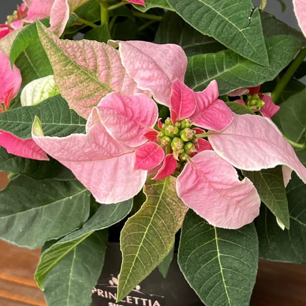 プリンセチア：ピンクホワイト3.5号鉢植え*