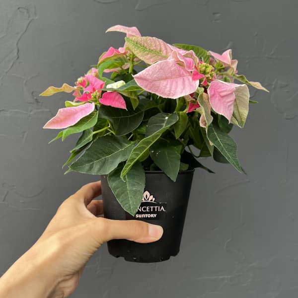 プリンセチア：ピンクホワイト3.5号鉢植え*