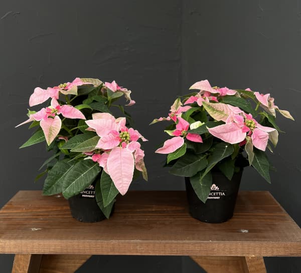 プリンセチア：ピンクホワイト3.5号鉢植え*