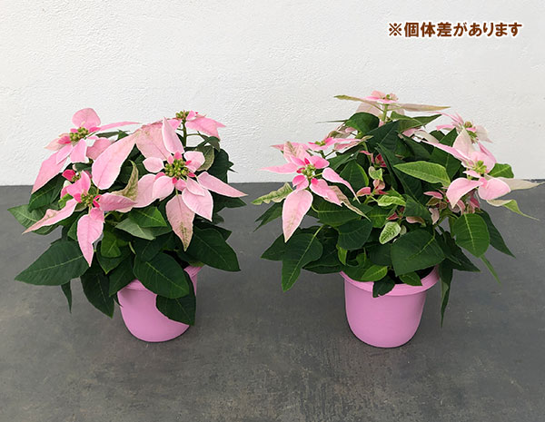 プリンセチア:ピンクホワイト3.5号鉢植え*