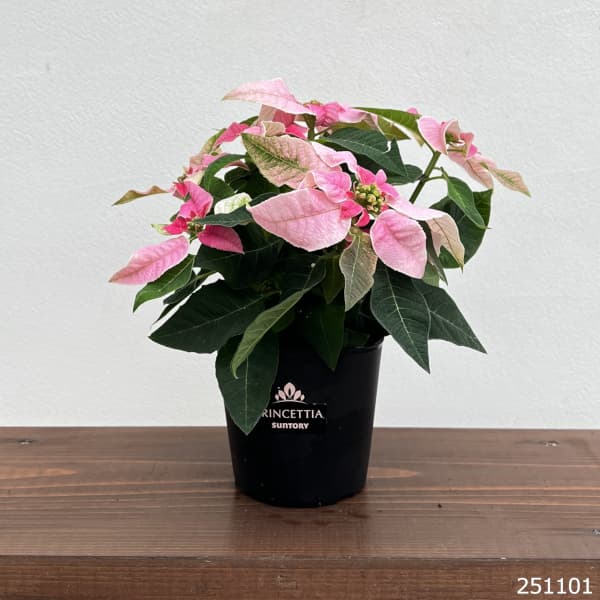 プリンセチア：ピンクホワイト3.5号鉢植え*