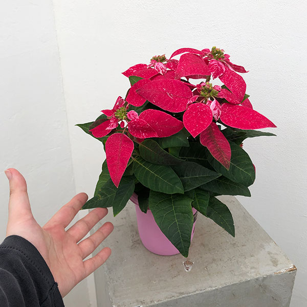 プリンセチア:スノールージュ3.5号鉢植え*