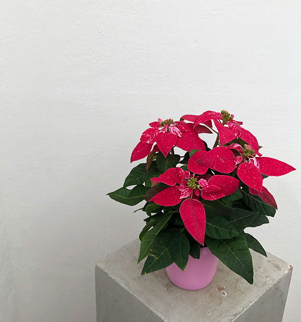 プリンセチア:スノールージュ3.5号鉢植え*