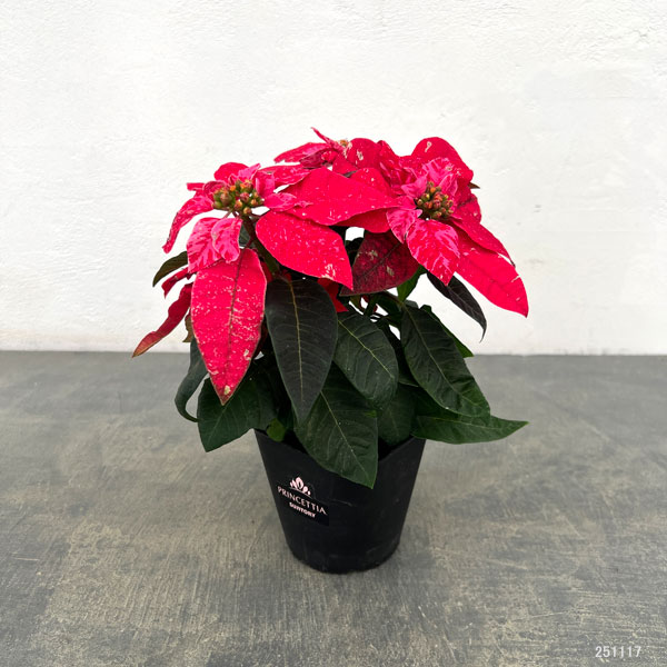 プリンセチア:スノールージュ3.5号鉢植え*