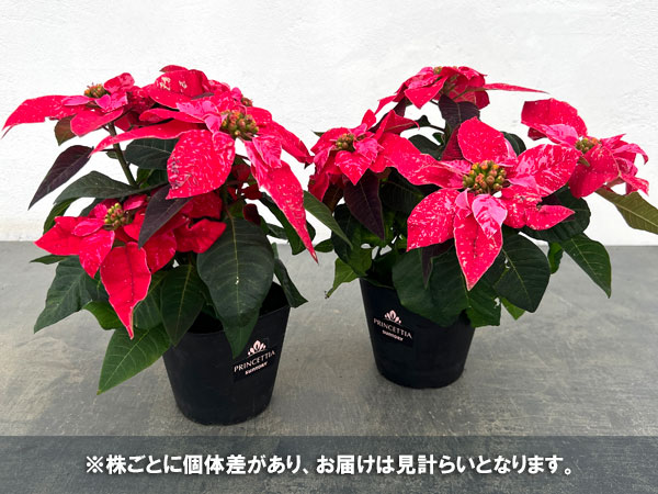 プリンセチア:スノールージュ3.5号鉢植え*