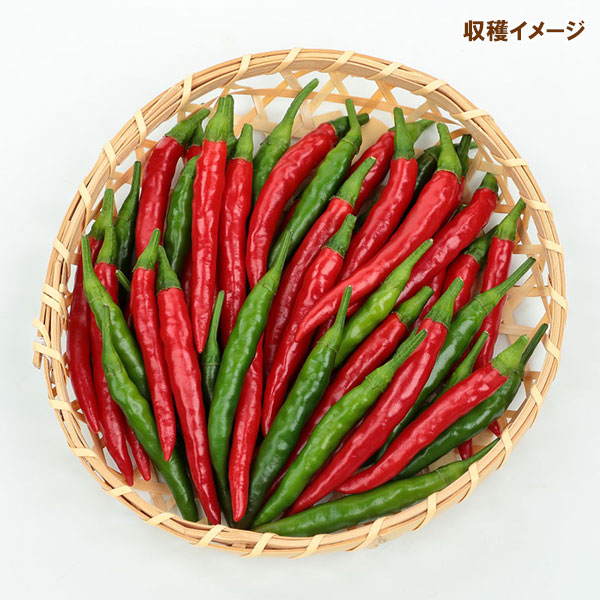トウガラシ：羅辛（らしん）の種[サカタ　野菜タネ　「おうち野菜」シリーズ]