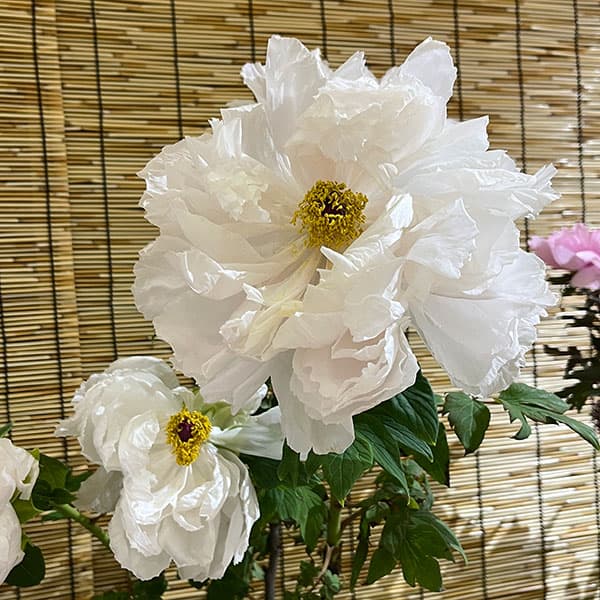 牡丹(ぼたん):天衣(てんい)3~4年生苗7号鉢植え