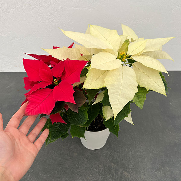 ポインセチア：レッド・ホワイト2色植え4号鉢