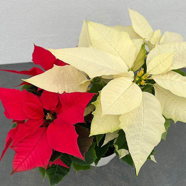 ポインセチア：レッド・ホワイト2色植え4号鉢