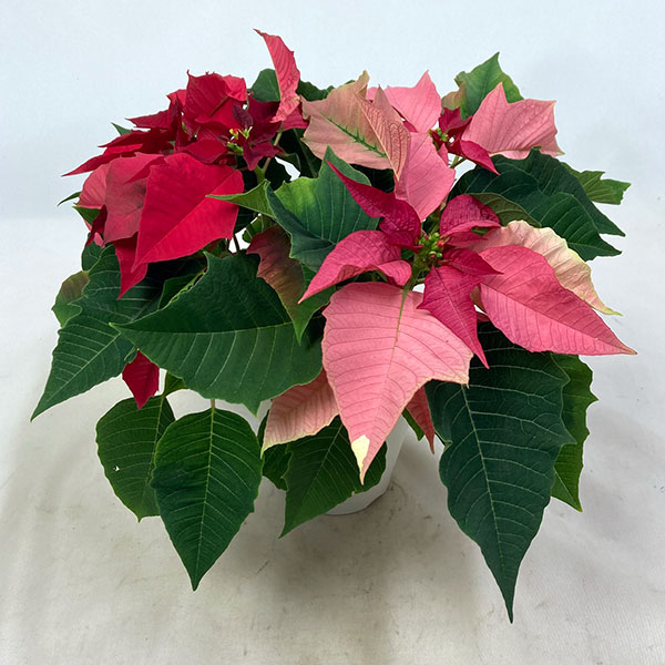 ポインセチア:レッド・ピンク2色植え4号鉢