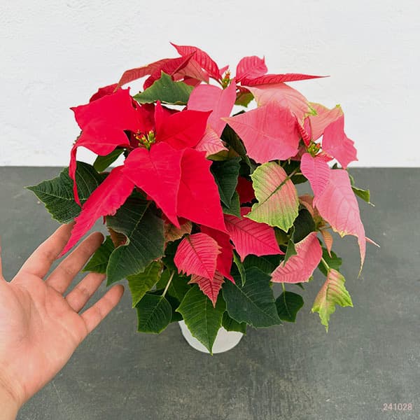 ポインセチア:レッド・ピンク2色植え4号鉢