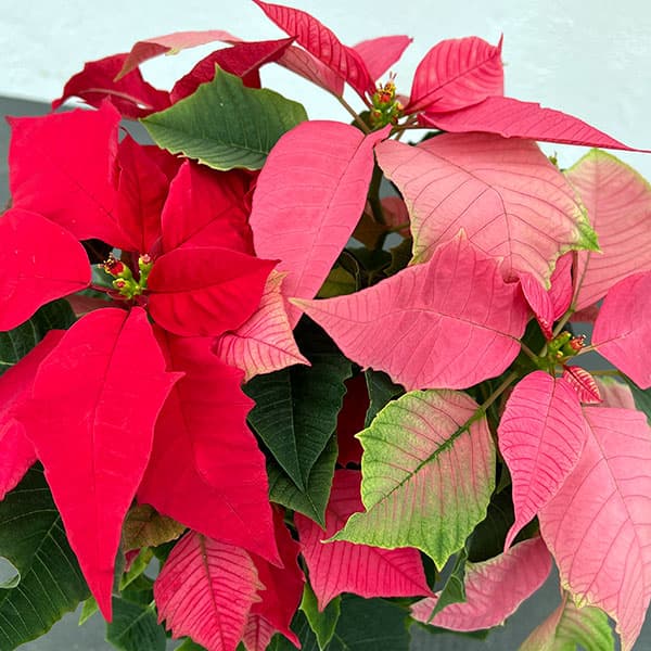 ポインセチア:レッド・ピンク2色植え4号鉢