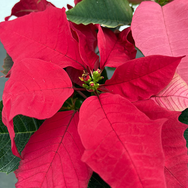 ポインセチア:レッド・ピンク2色植え4号鉢