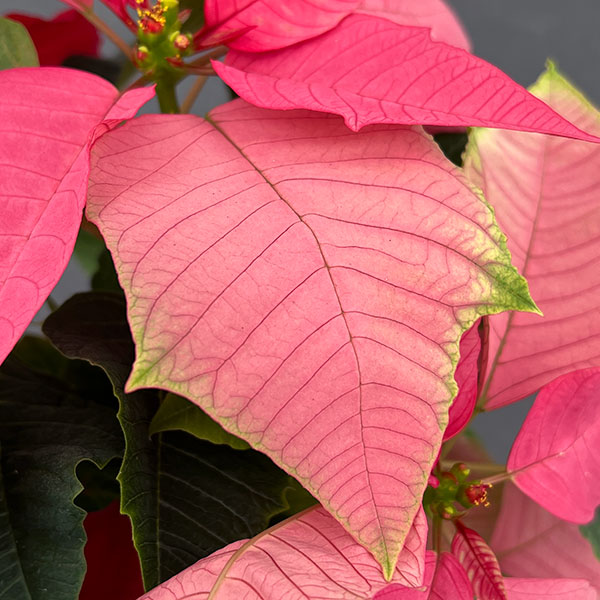 ポインセチア:レッド・ピンク2色植え4号鉢