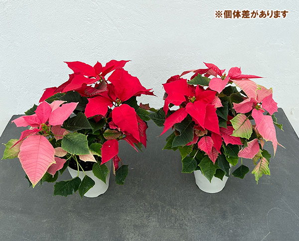 ポインセチア:レッド・ピンク2色植え4号鉢