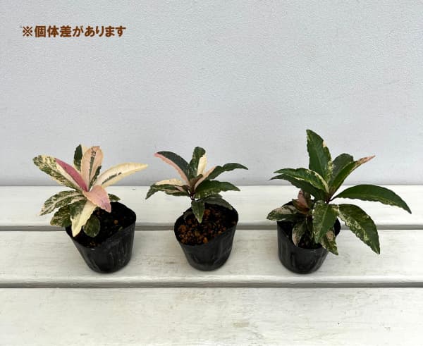 万両 福包 斑入り 2株植え?変わり葉? 楽天市場】斑入り葉万両（