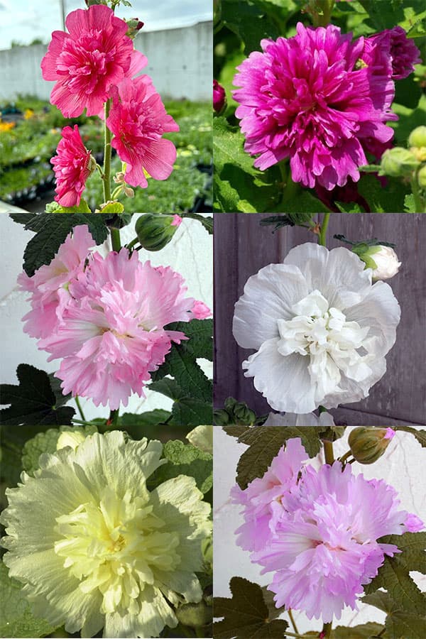アルセア：スプリングセレブリティーズミックス[タチアオイ ホリホック 春まき タキイ 花タネ]
