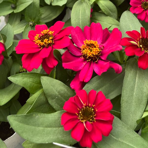 百日草（ジニア）：ベリーズ ディープローズ（一重）[タキイ 花タネ]