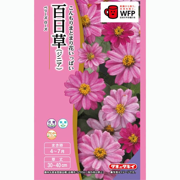 百日草（ジニア）：ベリーズ ローズ（一重）[タキイ 花タネ]