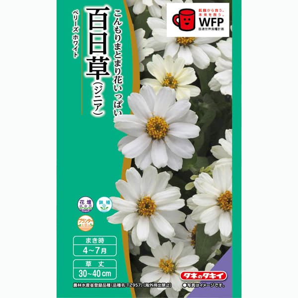 百日草（ジニア）：ベリーズ ホワイト（一重）[タキイ 花タネ]
