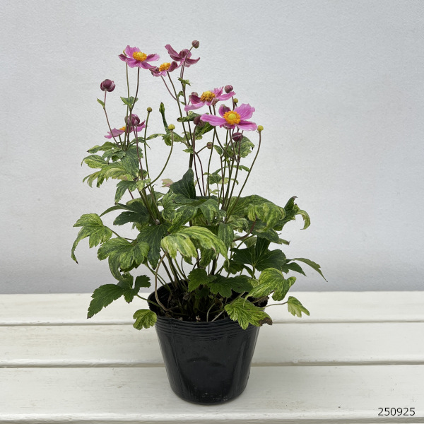 シュウメイギク（秋明菊）：チャボシュウメイギク 初音（斑入り）3.5号ポット