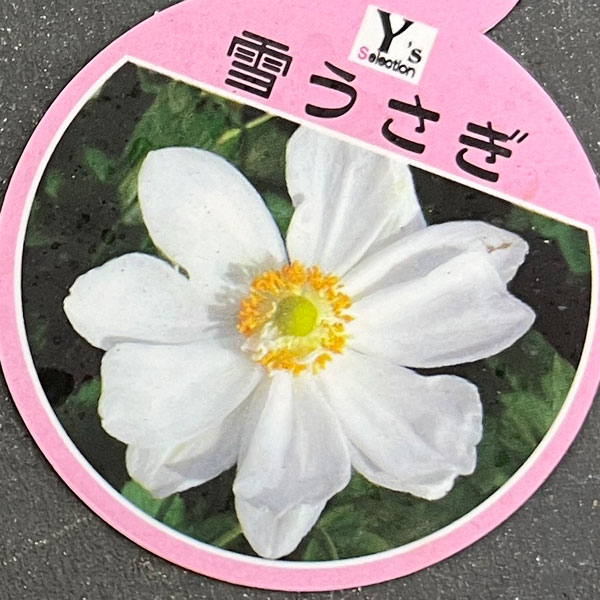 シュウメイギク（秋明菊）：雪うさぎ3.5号ポット の通販 | 園芸