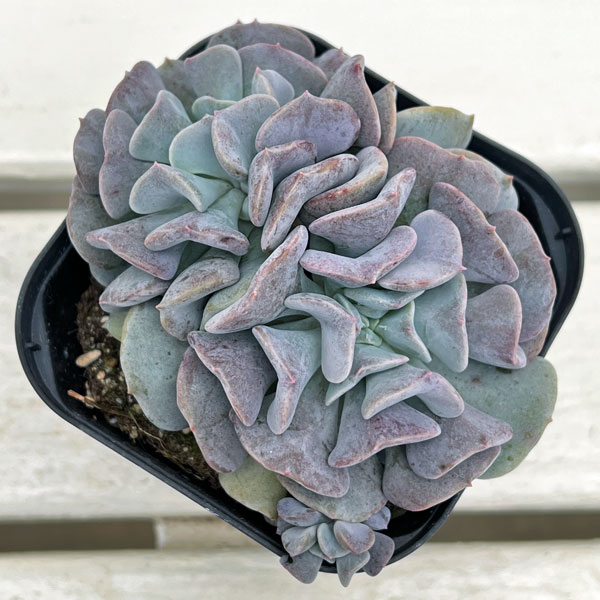 園芸ネット本店｜エケベリア：キュービックフロスト 3.5号ポット の