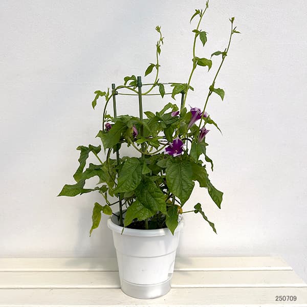 アサガオ(朝顔):彩縁(さいえん) 6号鉢植え