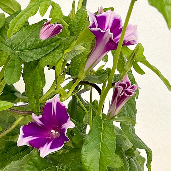 アサガオ(朝顔):彩縁(さいえん) 6号鉢植え