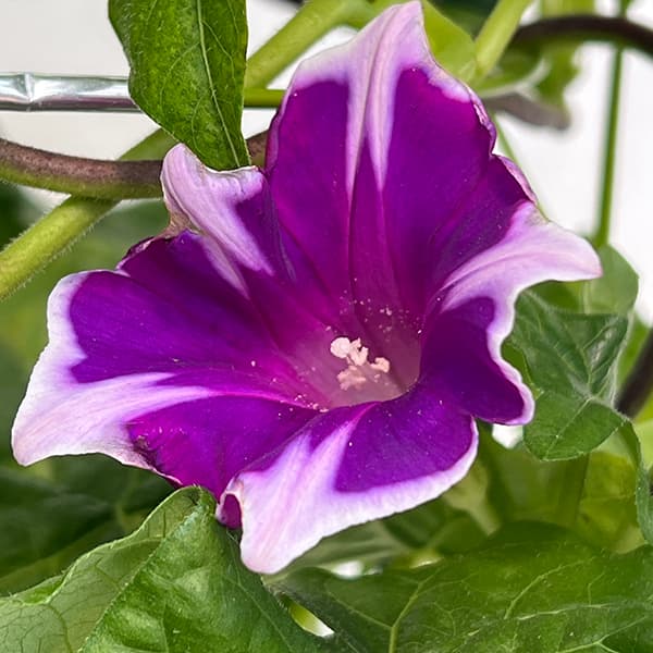 アサガオ(朝顔):彩縁(さいえん) 6号鉢植え