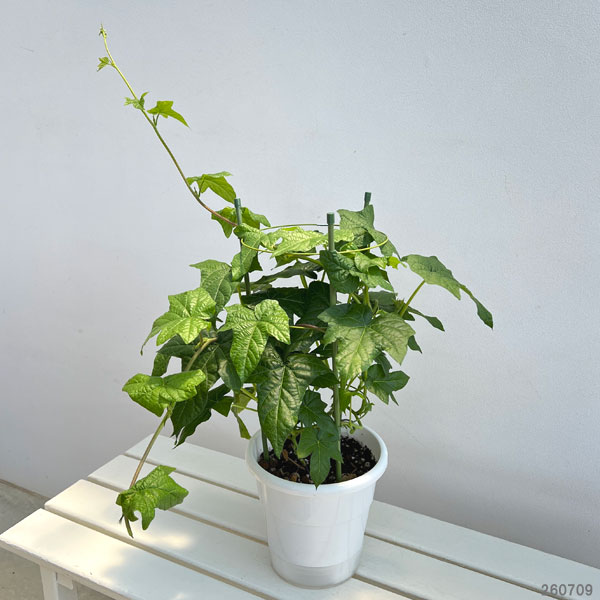 園芸ネット本店｜アサガオ（朝顔）：彩縁（さいえん） 6号鉢植え の