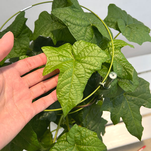 アサガオ(朝顔):彩縁(さいえん) 6号鉢植え
