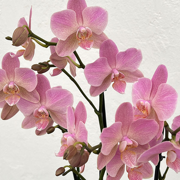 園芸ネット本店｜ミディコチョウラン：シスコ3本立ち5.5号陶器鉢植え