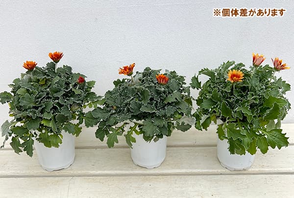 アークトチス:マジック フラミンゴ11cmロングポット