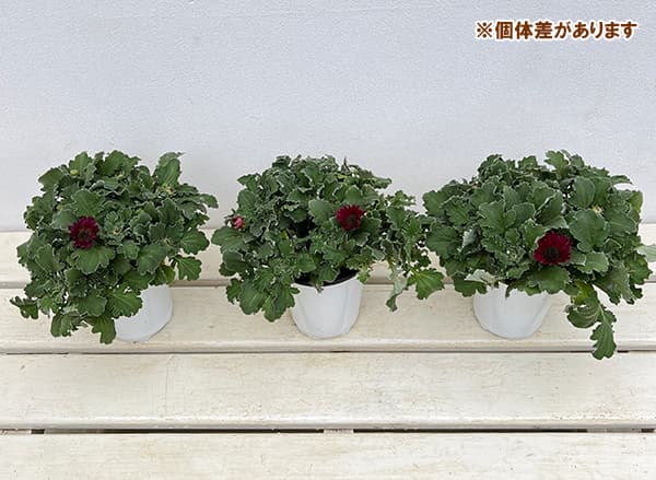 アークトチス:マジック ルビー11cmロングポット