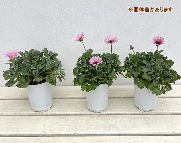 アークトチス:マジック ピンク11cmロングポット