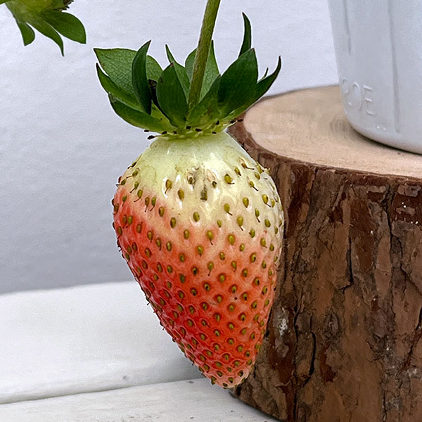 イチゴ（一季なり）：F1　初姫（ういひめ）4号ポット