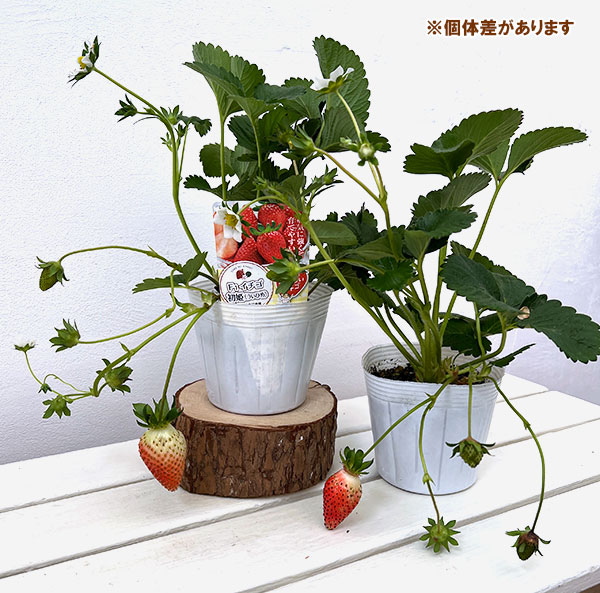 イチゴ（一季なり）：F1　初姫（ういひめ）4号ポット