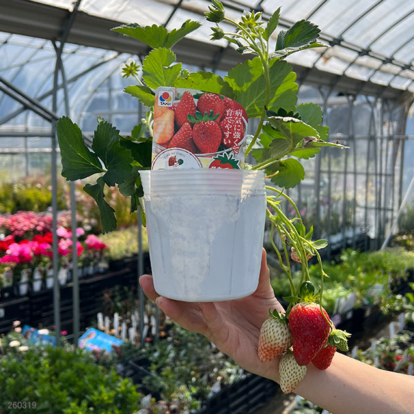 イチゴ(一季なり):F1 初姫(ういひめ)4号ポット