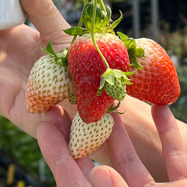 イチゴ(一季なり):F1 初姫(ういひめ)4号ポット