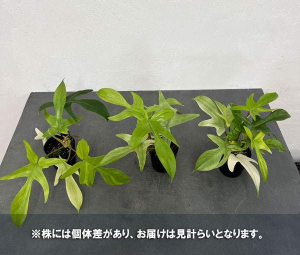 フィロデンドロン：フロリダゴーストミント 3号ポット