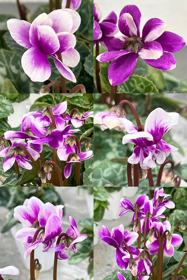 シクラメン:チモ ピコティブルー4号鉢植え