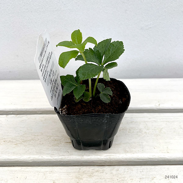 杉光園芸さんのクリスマスローズ:ダブルピンク糸ピコティ3号ポット