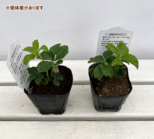 杉光園芸さんのクリスマスローズ:ダブルピンク糸ピコティ3号ポット