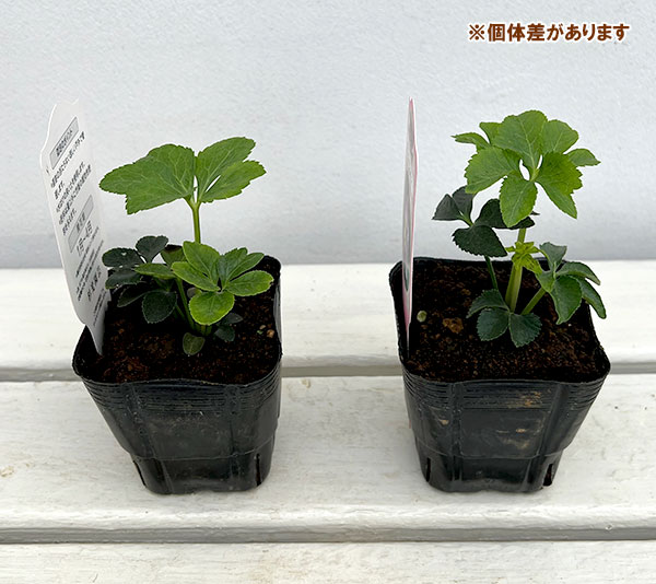 園芸ネット本店｜杉光園芸さんのクリスマスローズ：ダブルピコティ3号